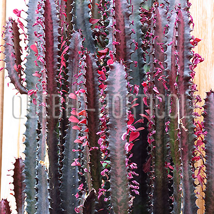 image de Euphorbia trigona rubra 