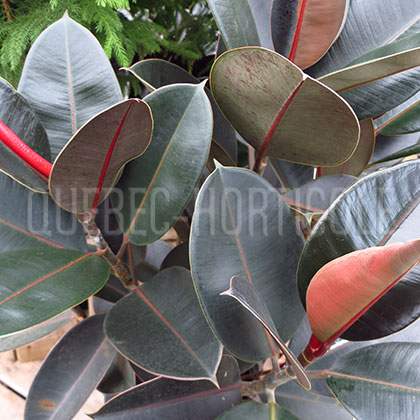 image de Ficus elastica Burgundy