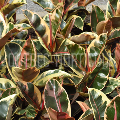 image de Ficus elastica Tineke