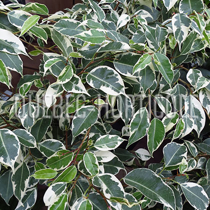 image de Ficus benjamina Variegata