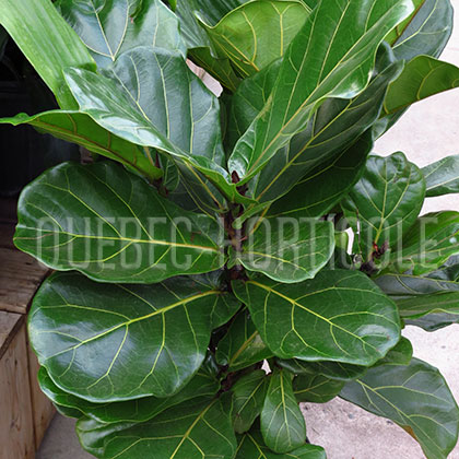 image de Ficus lyrata 