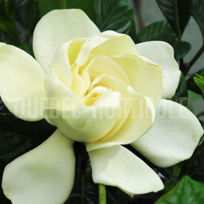 image de Gardenia jasminoides 