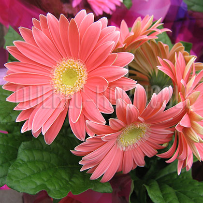 image de Gerbera jamesonii  