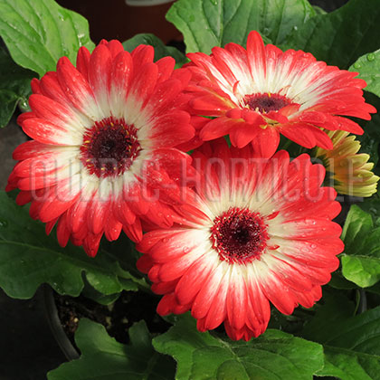 image de Gerbera jamesonii  