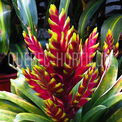 image de Guzmania sp. 