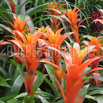 image de Guzmania sp. 