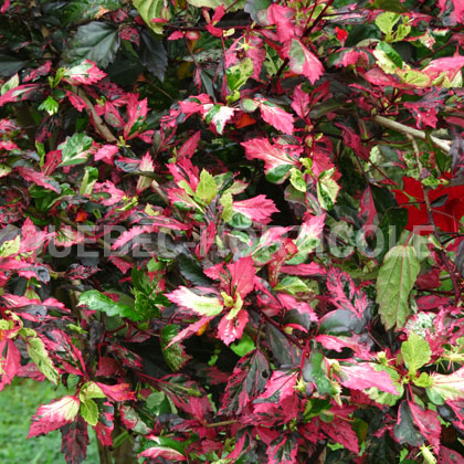 image de Hibiscus rosa-sinensis Cooperi