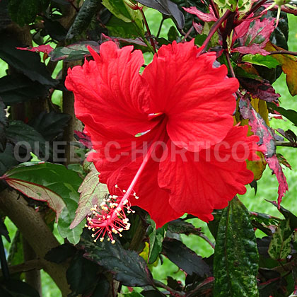 image de Hibiscus rosa-sinensis Cooperi