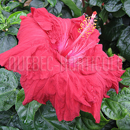 image de Hibiscus rosa-sinensis 