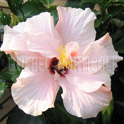 image de Hibiscus rosa-sinensis 