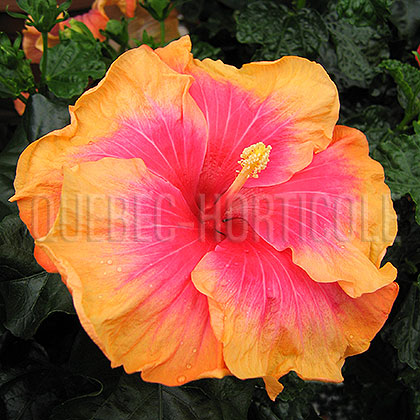 image de Hibiscus rosa-sinensis 