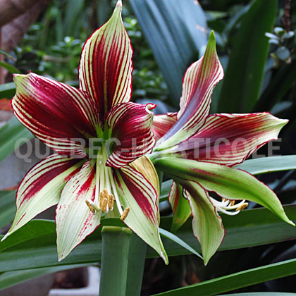 image de Hippeastrum papilio 