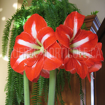 image de Hippeastrum Mambo