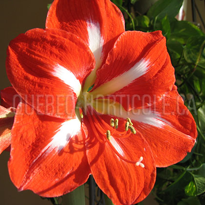 image de Hippeastrum Mambo