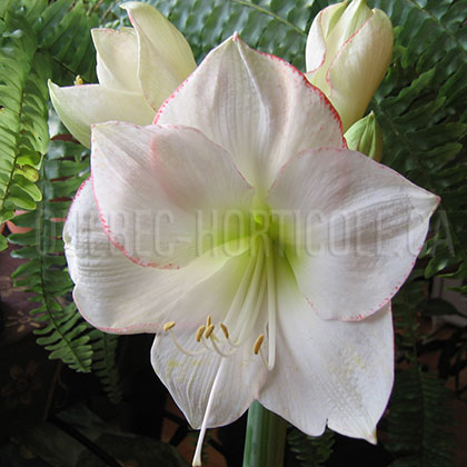 image de Hippeastrum Picotee