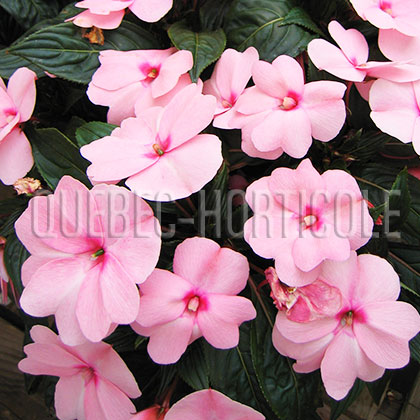 image de Impatiens x hawkeri 