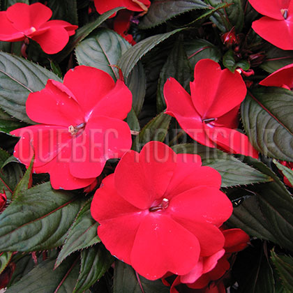 image de Impatiens x hawkeri 