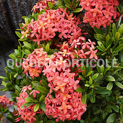 image de Ixora coccinea 