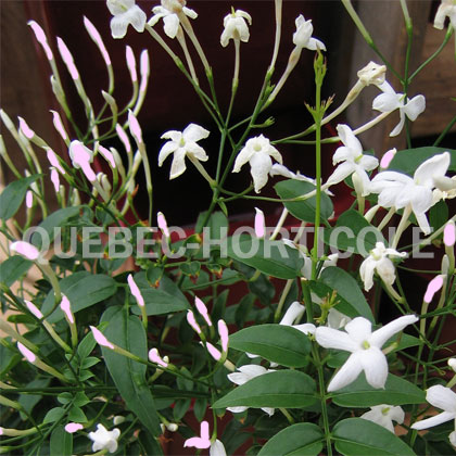 image de Jasminum polyanthum 