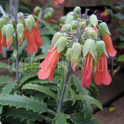 image de Kalanchoe Lucky Bells