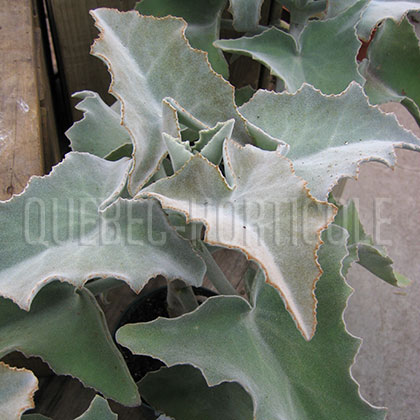 image de Kalanchoe beharensis 