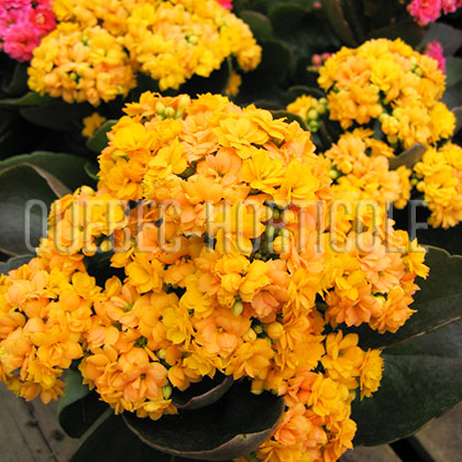 image de Kalanchoe Calandiva 