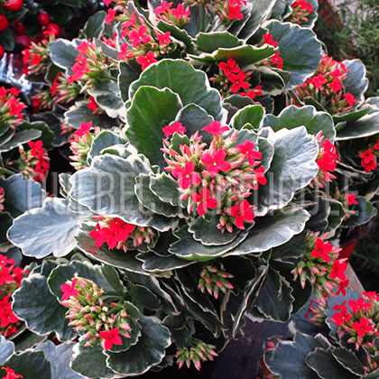 image de Kalanchoe blossfeldiana 