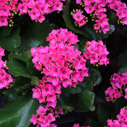 image de Kalanchoe blossfeldiana 