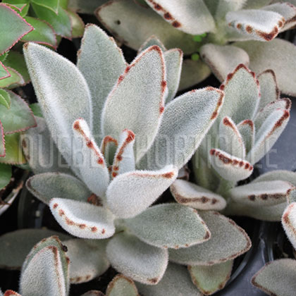 image de Kalanchoe tomentosa 