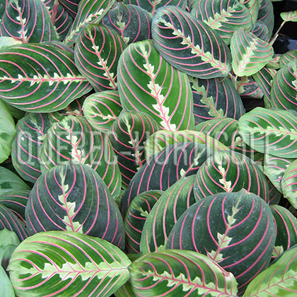 image de Maranta leuconeura erythroneura 