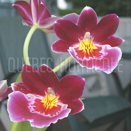 image de Miltoniopsis sp. 