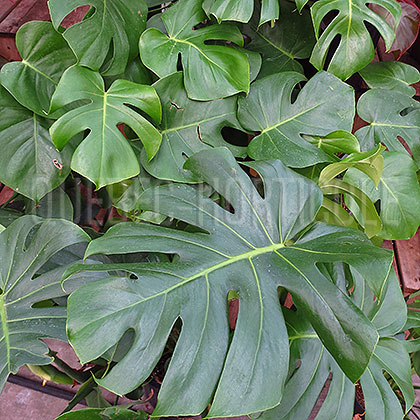 image de Monstera deliciosa 