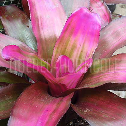 image de Neoregelia Tatiana