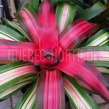 image de Neoregelia carolinae var. tricolor 