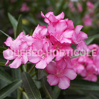 image de Nerium oleander 