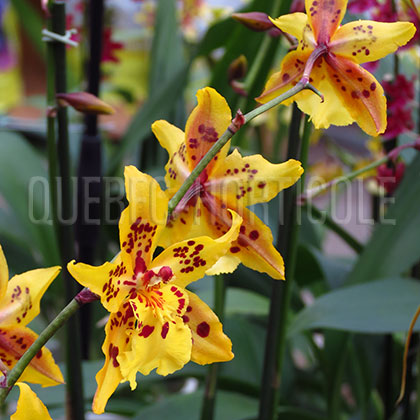 image de Odontocidium Tiger Crow