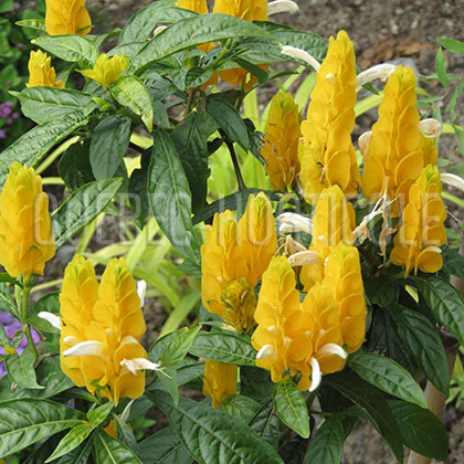 image de Pachystachys lutea 