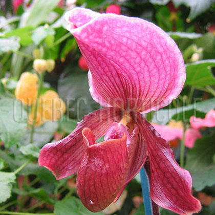 image de Paphiopedilum sp. 