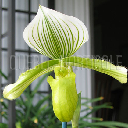 image de Paphiopedilum sp. 