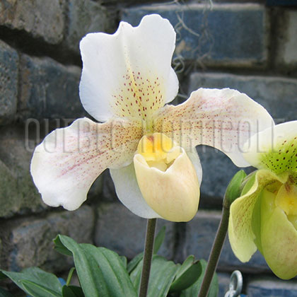 image de Paphiopedilum sp. 