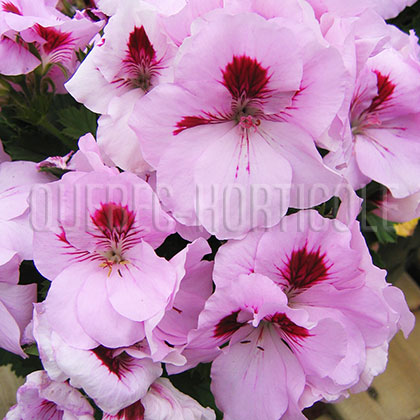 image de Pelargonium Elegance™ Light Lavender Splash