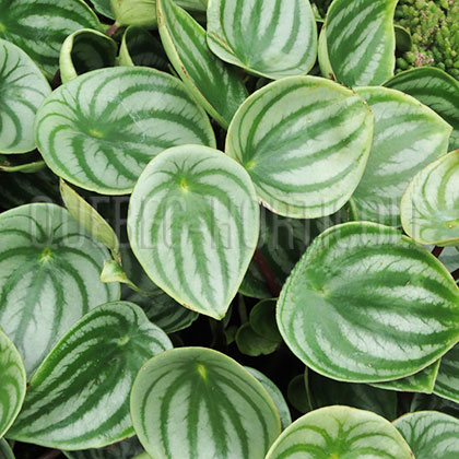 image de Peperomia argyreia 