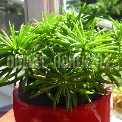 image de Peperomia ferreyrae 