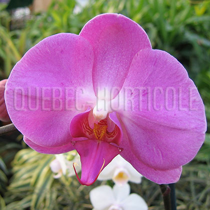 image de Phalaenopsis sp. 