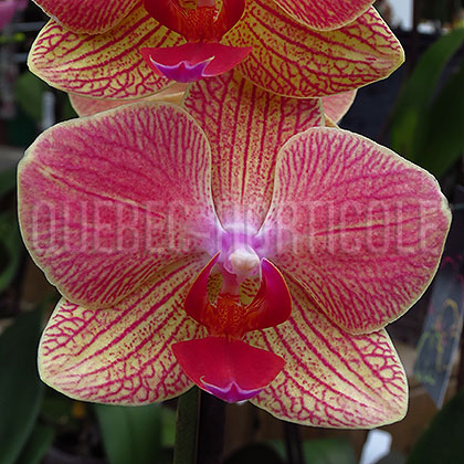 image de Phalaenopsis sp. 