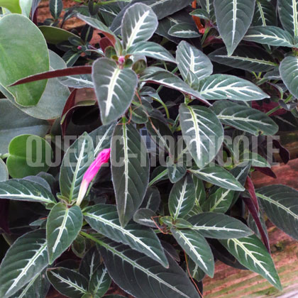 image de Ruellia makoyana 