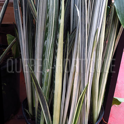 image de Sansevieria Bantel's Sensation