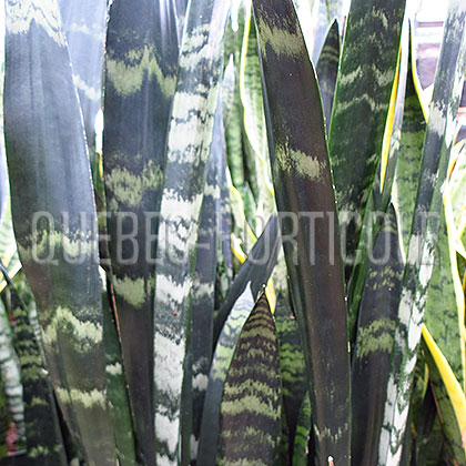 image de Sansevieria Black Coral