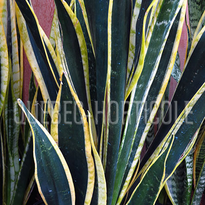 image de Sansevieria Black Gold