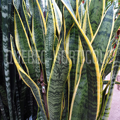 image de Sansevieria Laurentii